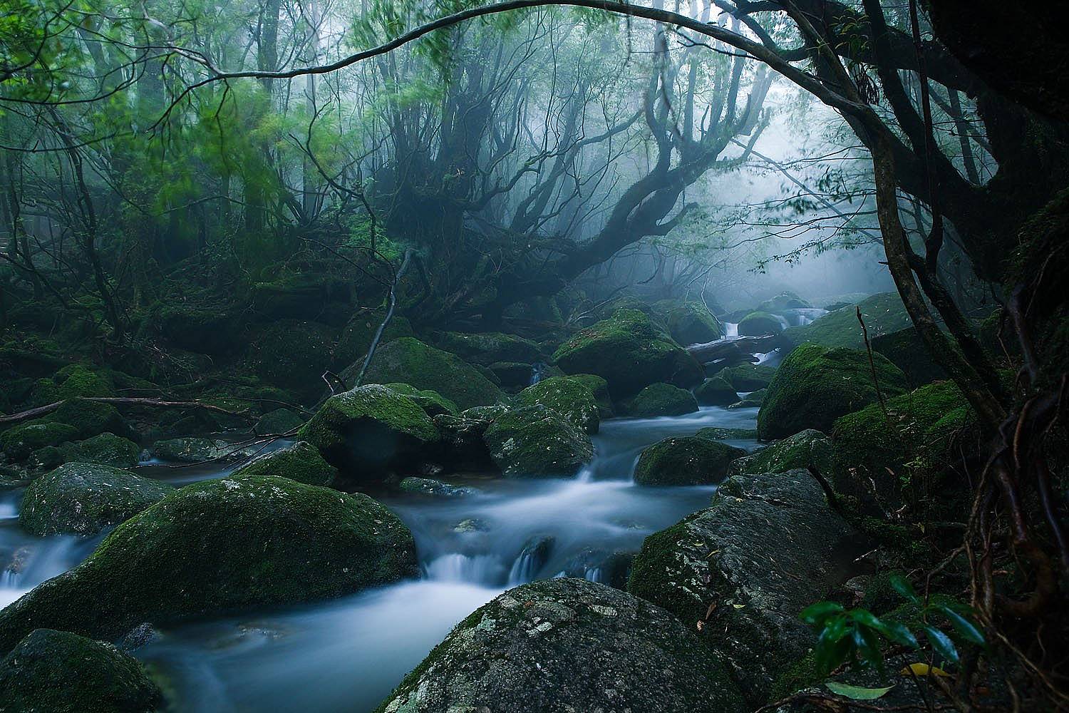 Le domaine de Yakushima